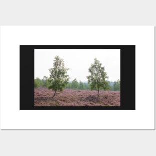 Heathland, morning mist, heather bloom, Niederhaverbeck Posters and Art